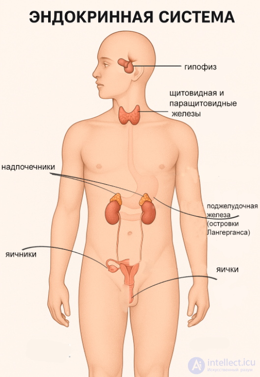 The Concept of the Systems, Tissues and Organs of the Human Body