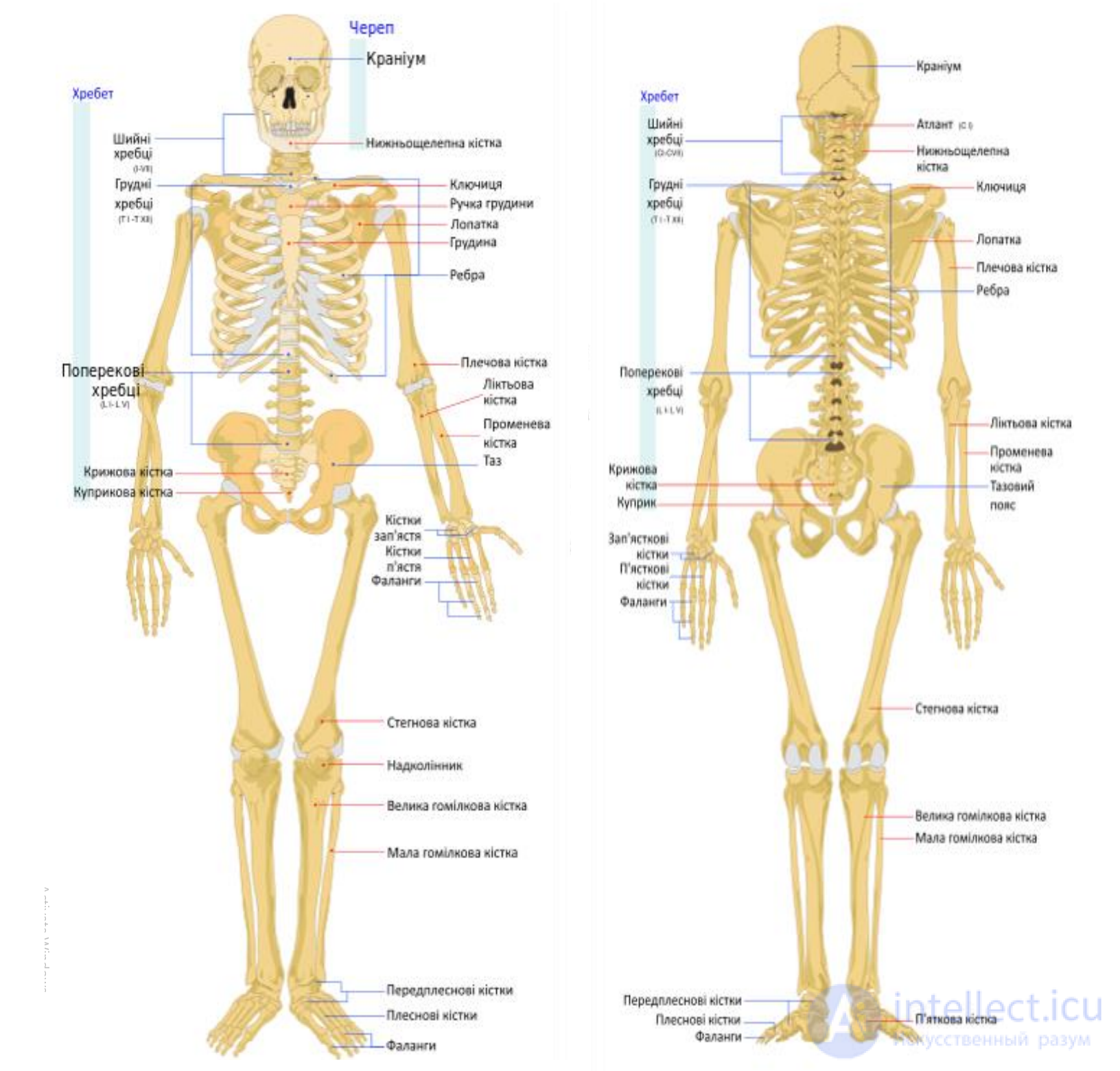 The Concept of the Systems, Tissues and Organs of the Human Body