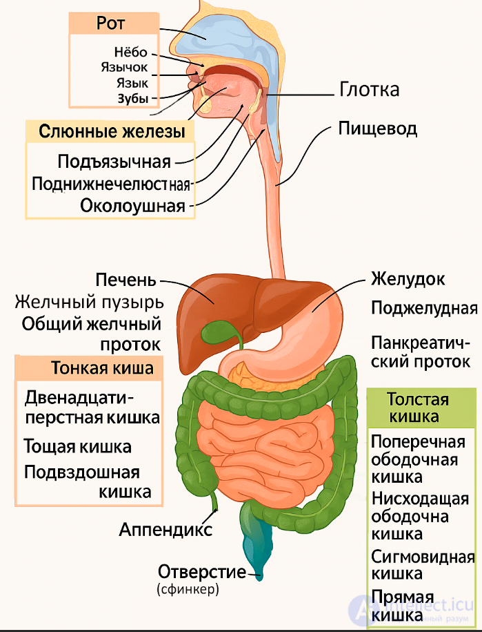 The Concept of the Systems, Tissues and Organs of the Human Body