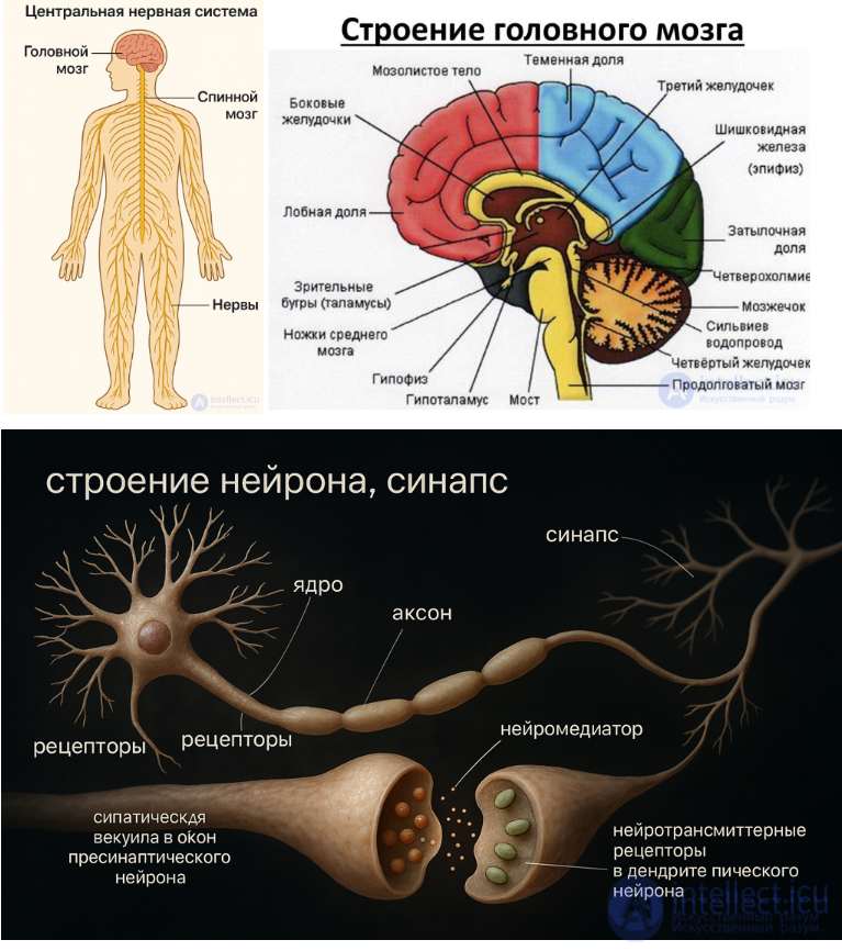 The Concept of the Systems, Tissues and Organs of the Human Body