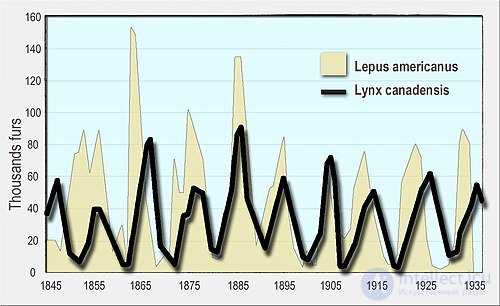 The Lotka–Volterra Equations