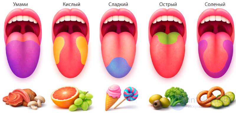 Flavoring Additives: Spices and Seasonings in Food Chemistry