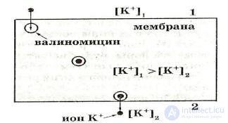 2.1.+ Absorption, Biotransformation and Excretion of Harmful Substances in the Biological Organism