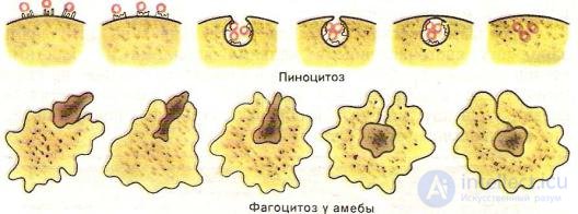 2.1.+ Absorption, Biotransformation and Excretion of Harmful Substances in the Biological Organism