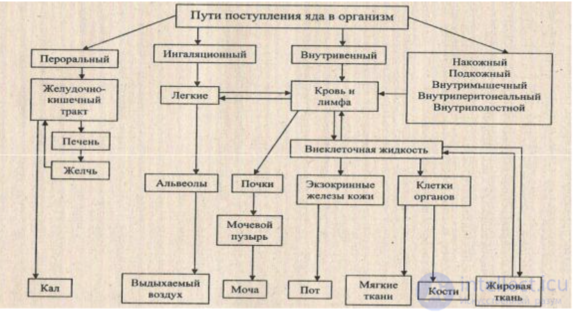 2.1.+ Absorption, Biotransformation and Excretion of Harmful Substances in the Biological Organism