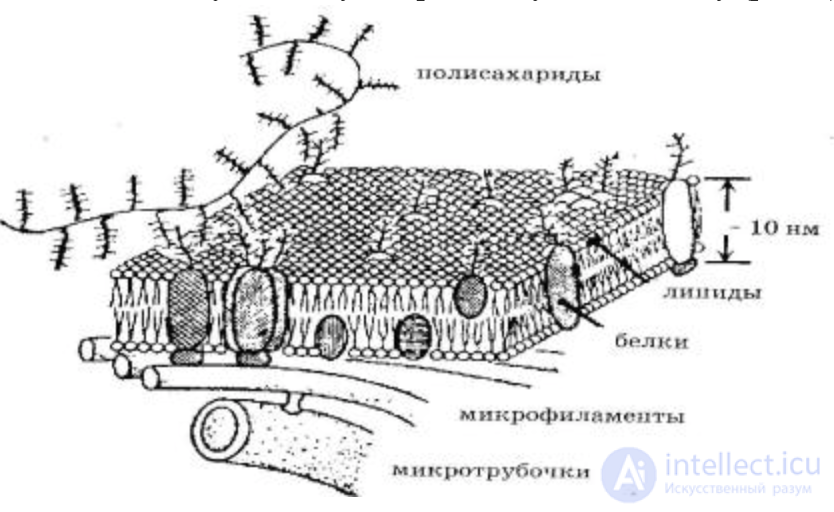 2.1.+ Absorption, Biotransformation and Excretion of Harmful Substances in the Biological Organism