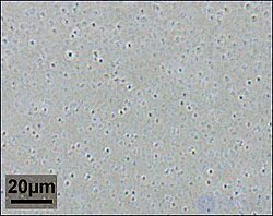 8: Characteristic Types of Colloidal Systems and Their Properties