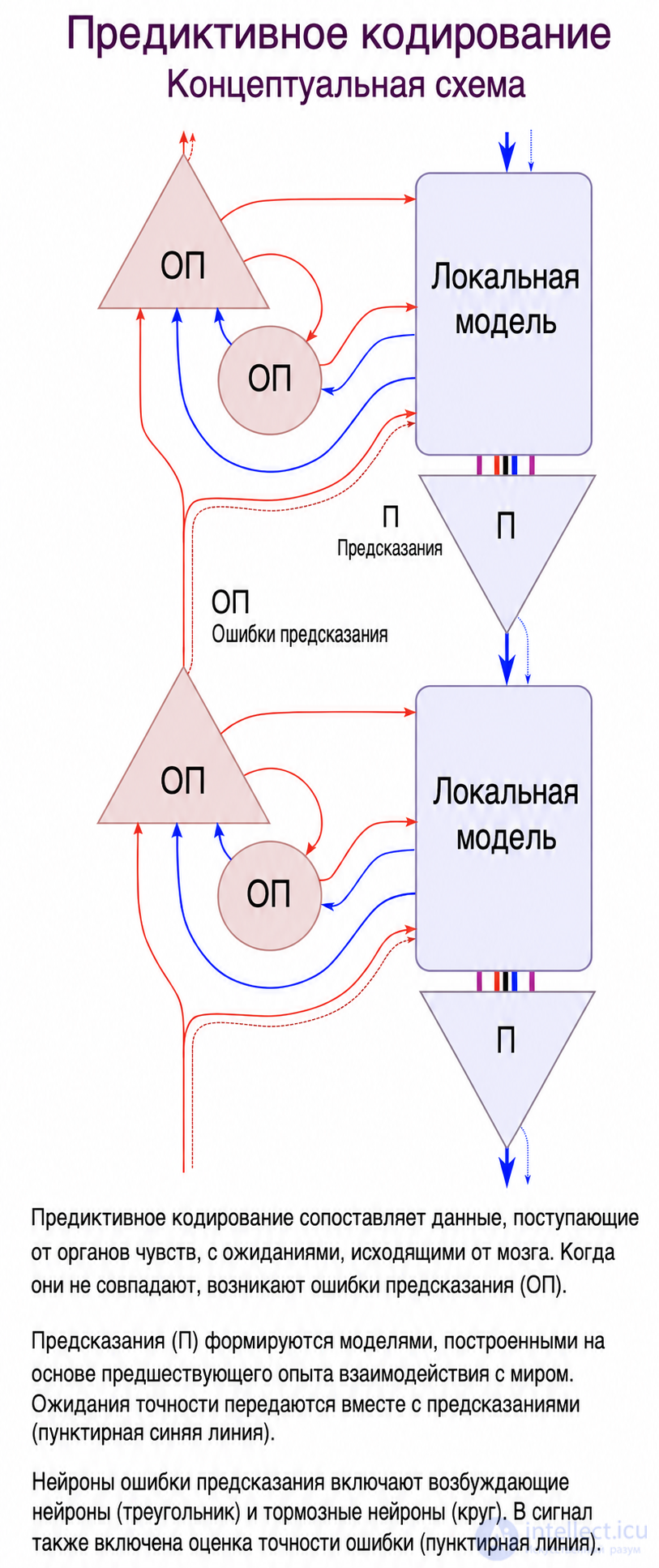 Predictive brain theory (Predictive coding)