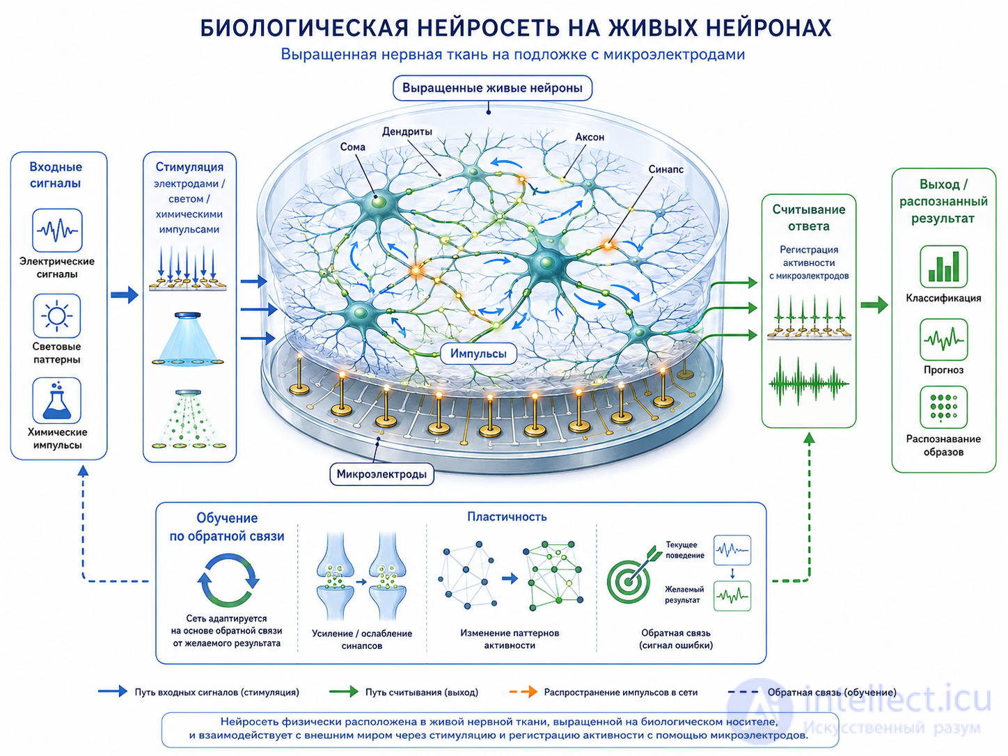 Physical Hardware for Artificial Neural Networks