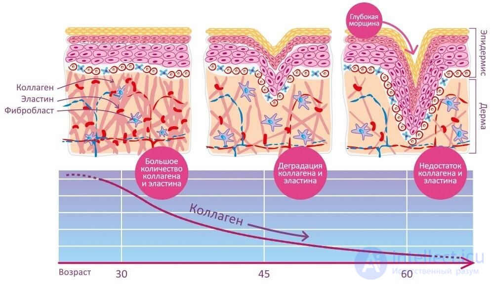 Age-Related Features of the Skin and Skin Hygiene
