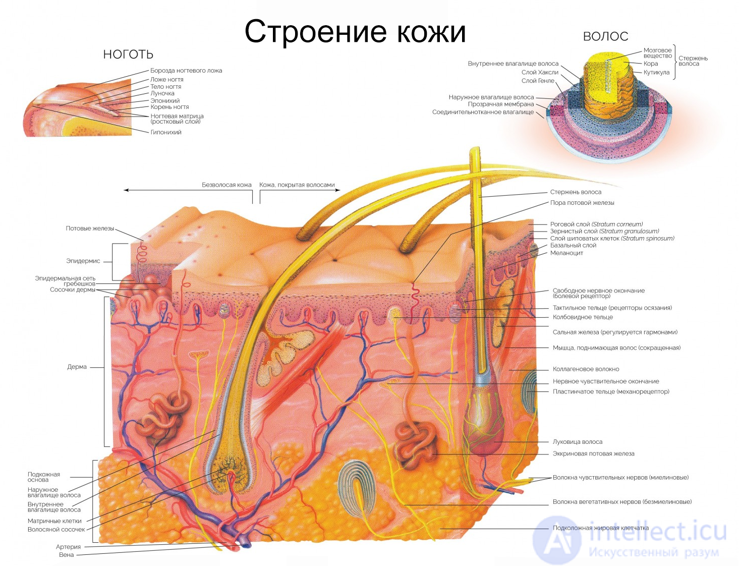 Age-Related Features of the Skin and Skin Hygiene