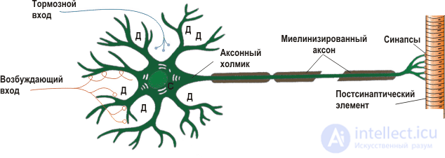   Simulate the electrical activity of neurons 