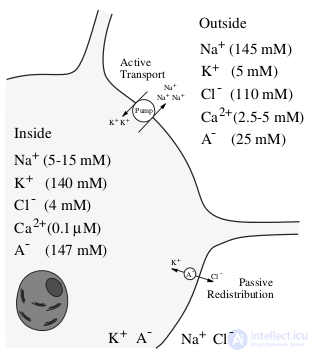   Simulate the electrical activity of neurons 