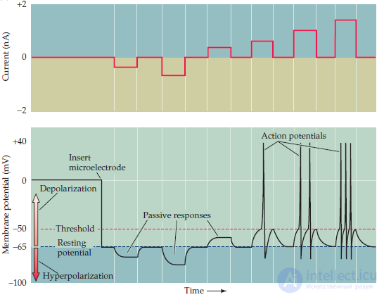   Neurobiology and artificial intelligence 