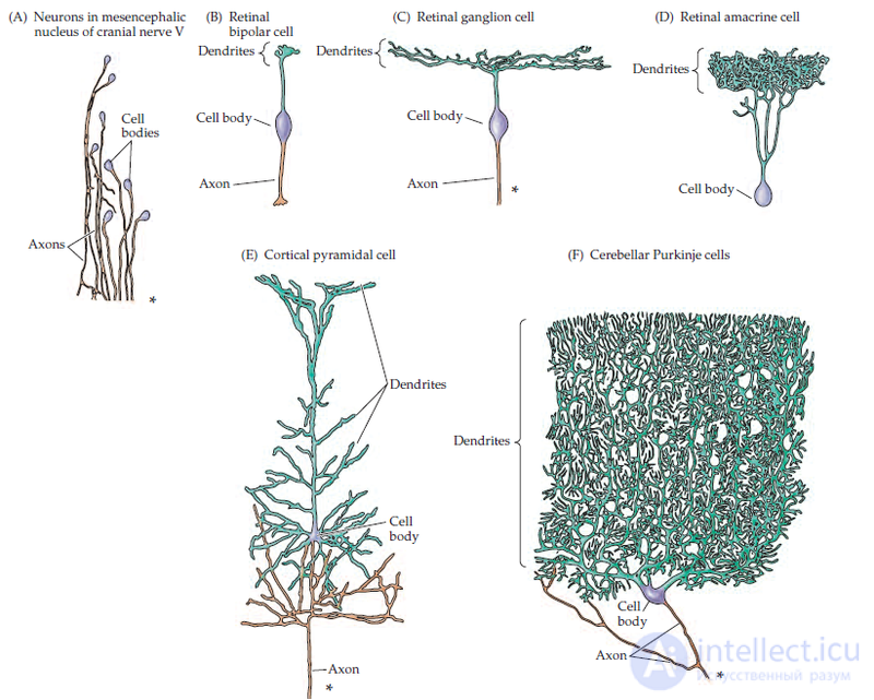   Neurobiology and artificial intelligence 