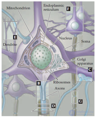   Neurobiology and artificial intelligence 