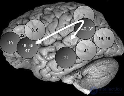   intelligence and information in the brain 