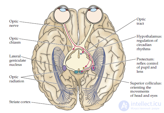   intelligence and information in the brain 