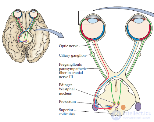   intelligence and information in the brain 