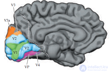   intelligence and information in the brain 