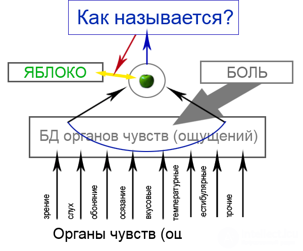 Modeling human reasoning 8 Concepts