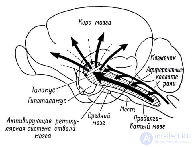   General idea of ​​the brain 