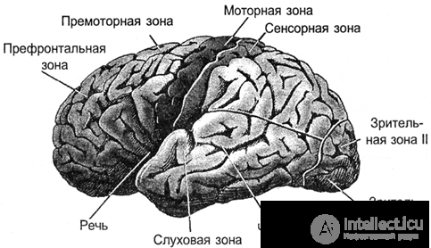   General idea of ​​the brain 