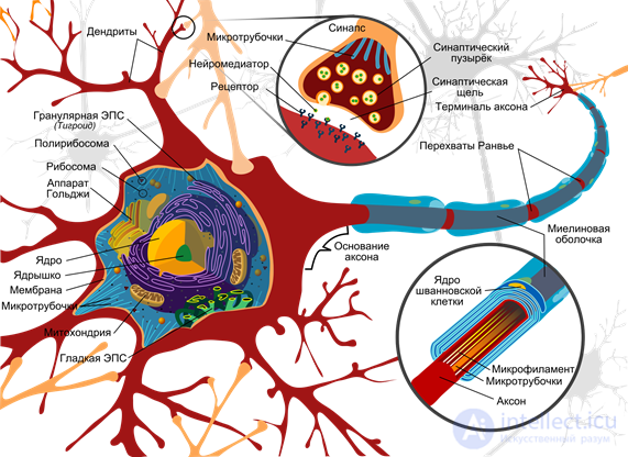   Artificial neuron 