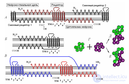   Wave neural networks.  Background activity 