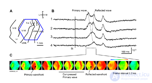   5. Waves of the brain 