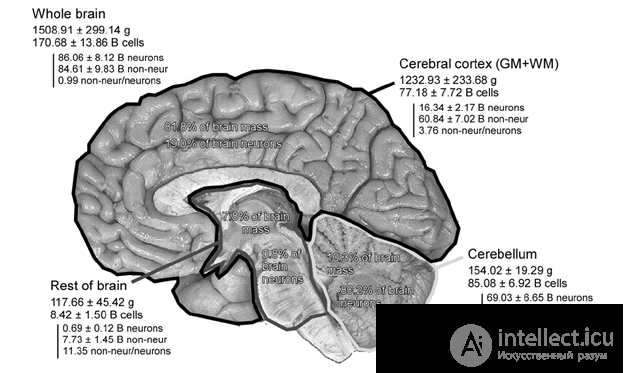   Memory consolidation 