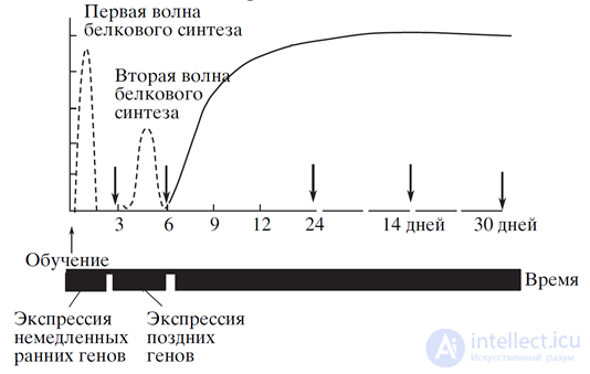   Memory consolidation 