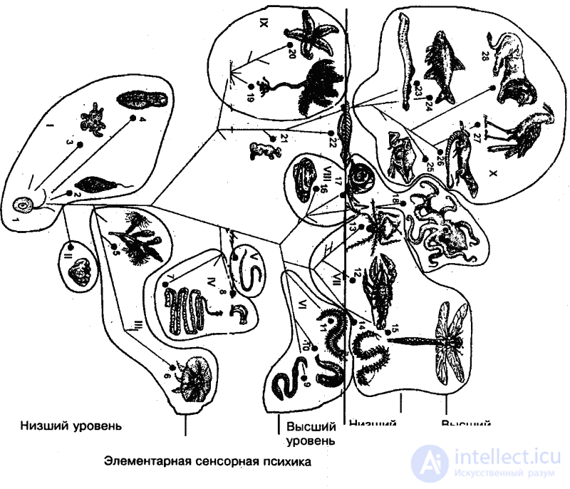   8 EVOLUTION OF PSYCHE ELEMENTARY TOUCH PSYCHE 