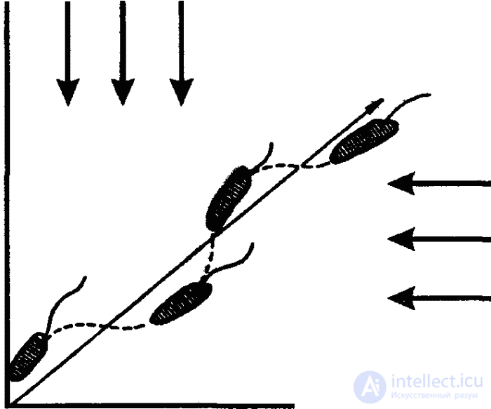   8 EVOLUTION OF PSYCHE ELEMENTARY TOUCH PSYCHE 