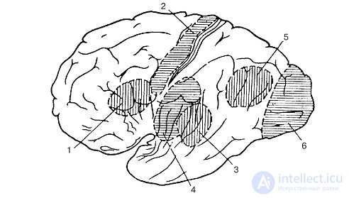 Conditioned and unconditioned reflexes