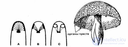 3. The concept of the psyche and its evolution