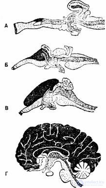 4. The origin and development of human consciousness