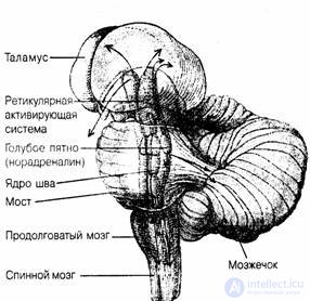 4. The origin and development of human consciousness