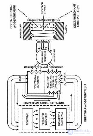 4. The origin and development of human consciousness