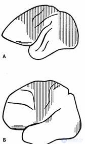 4. The origin and development of human consciousness