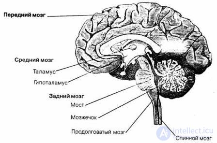 4. The origin and development of human consciousness