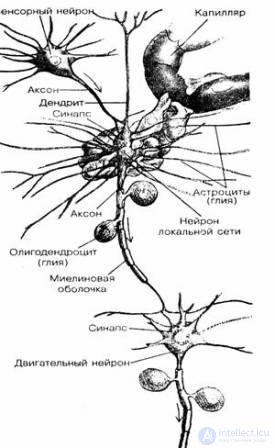 4. The origin and development of human consciousness