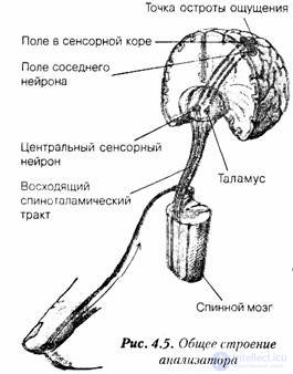 4. The origin and development of human consciousness