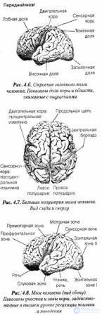 4. The origin and development of human consciousness