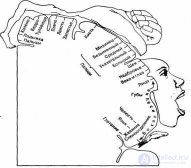 4. The origin and development of human consciousness