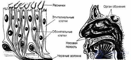 7.  Sensation-Mental processes