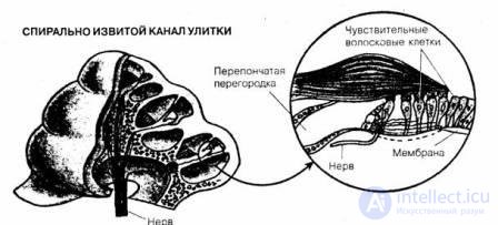 7.  Sensation-Mental processes