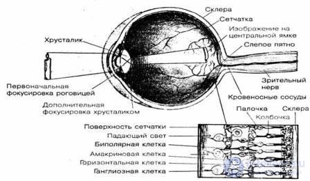 7.  Sensation-Mental processes