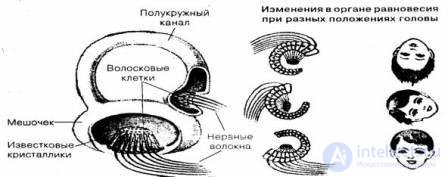 7.  Sensation-Mental processes