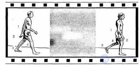 8 Perception types and properties, physiological mechanisms of perception